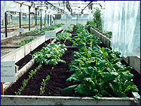 Experimetn in hothouse Pripyat city