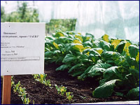 Radioecology in greenhouse in the Pripyat city