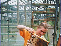 Study of bee in radiation condition in the Pripyat city