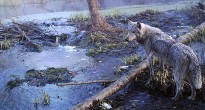 Тайная жизнь дикого мира отчужденных территорий. Фото животных скрытой камерой