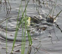 Брачные игры лягушек в водоеме Рыжего леса