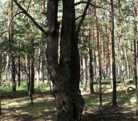 Рыжий лес - гнездо совы (совятник)