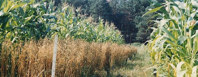 kontrzahody-chaes