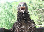white tailed eagle
