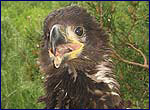 eagle