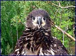 haliaeetus albicilla