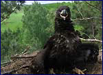 haliaeetus albicilla