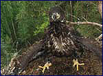 haliaeetus albicilla in alienation zone