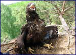 haliaeetus albicilla in chornobyl