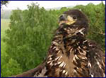 haliaeetus albicilla in chernobyl