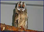 asio otus