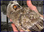 long eared owl