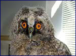 long eared owl in chernobyl