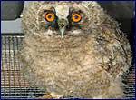 long eared owl in chornobyl