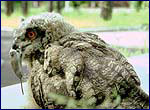 bubo