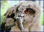 bubo bubo