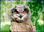 bubo bubo