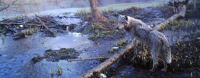 chernobyl-zone-photos