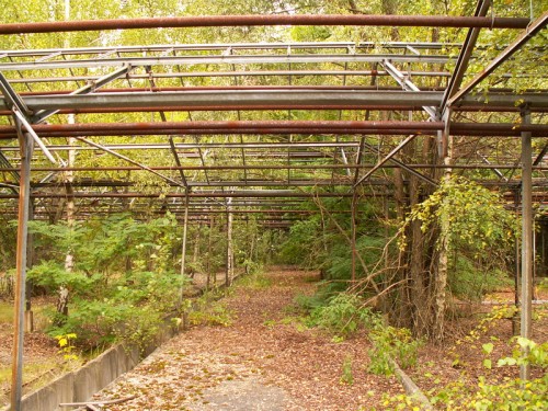 Тепличное хозяйство Припять