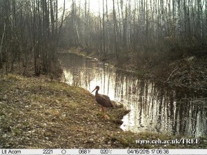 Черный аист фотография