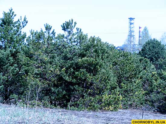 фото Рыжий лес