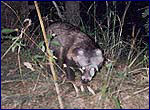 racoon