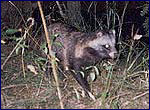 Nyctereutes procyonoides