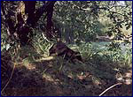 Nyctereutes procyonoides picture