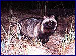 racoon