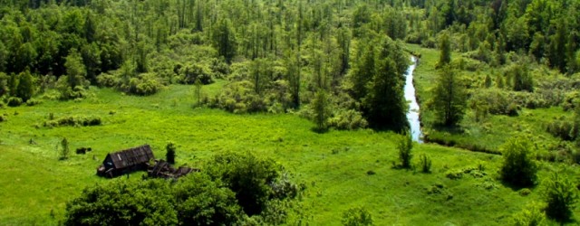 flora-chernobyl-zone