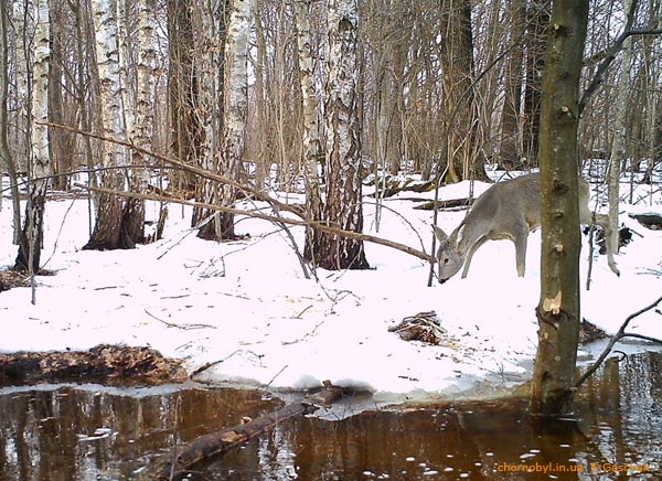 Косуля