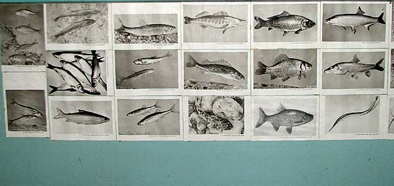 Пруд-охладитель