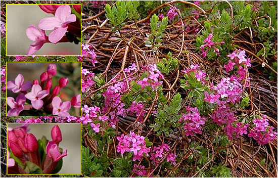 Вовчі ягоди пахучі (Daphne cneorum)