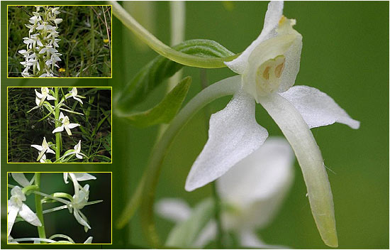 любка дволиста (Platantera bifolia)