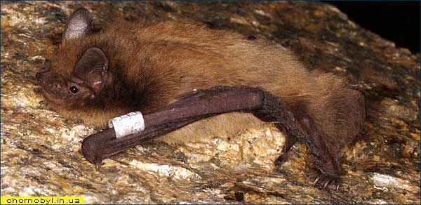Летучие мыши в зоне радиационного загрязнения Pipistrellus nathusii