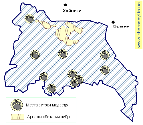 Медведь - ареалы обитания в заповеднике Беларуси