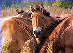 Equus przewalskii in chernobyl zone