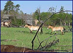 Equus przewalskii