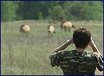 Investigation of Equus przewalskii on the territory of chornobyl exclution zone