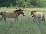 Herd