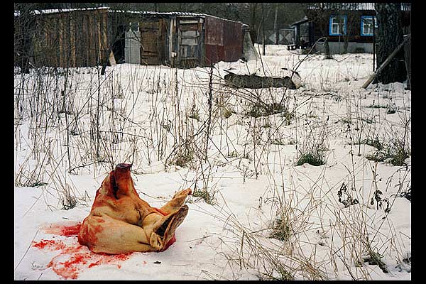 Самосел