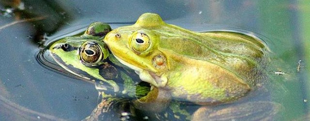 fauna-chernobyl-zone