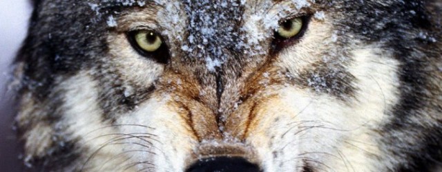wolf-2