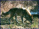 Вовк - canis lupus
