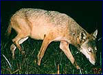 Фотографії Canis lupus