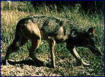 Фото вовків Canis lupus