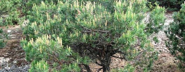 red-forest-chernobyl