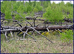 Chernobyl zone