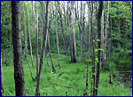 Wildlife of exclution zone after nuclear accident