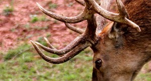 deer